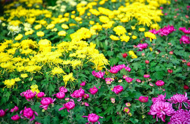 2021杭州植物园菊花展观赏指南（举办时间 购票预约 看点 交通）