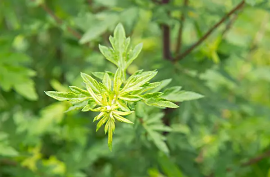 艾草杆子和艾草叶子哪个效果好2