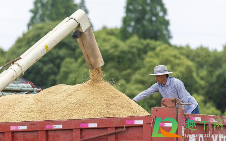 2022粮食补贴多少钱一亩1