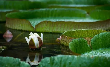 2022小暑节气起风好不好1