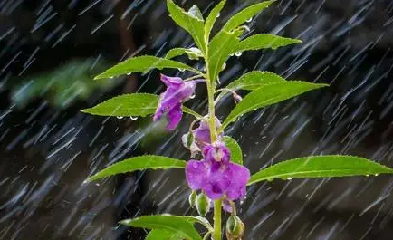 出嫁下大雨好不好1