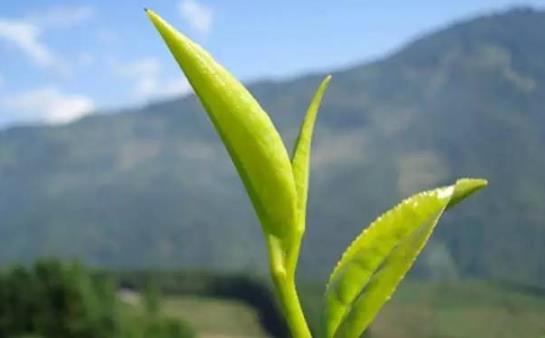 茶中佳品明前茶的独特优点 喝明前茶的注意事项