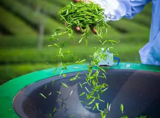 茶中佳品明前茶的独特优点 喝明前茶的注意事项