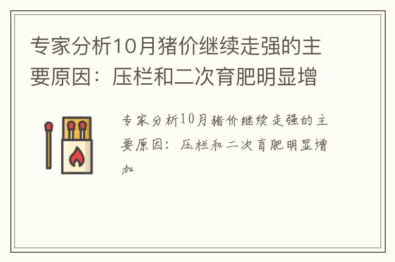 专家分析10月猪价继续走强的主要原因：压栏和二次育肥明显增加