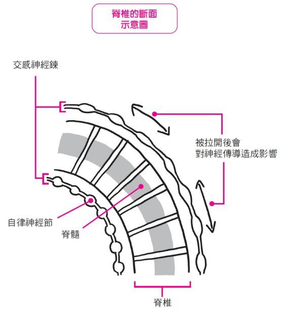 附图：083脊椎的断面示意图