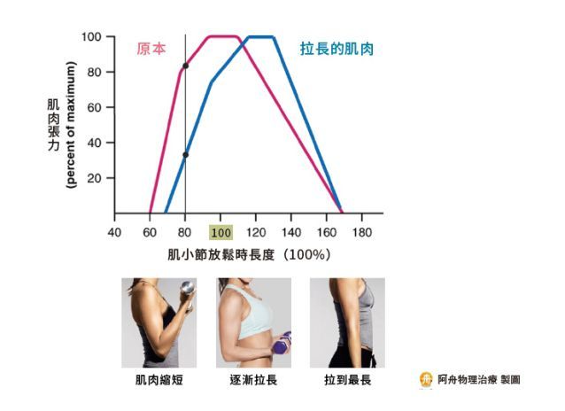 为什么静态拉筋反而会让运动表现变差？