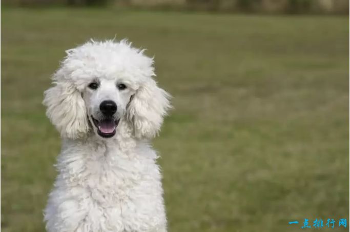 世界十大最容易训练的狗品种：贵宾犬