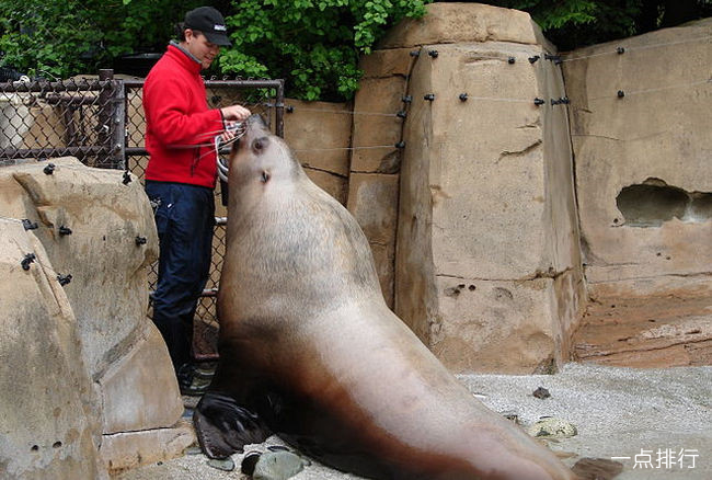 加拿大温哥华水族馆