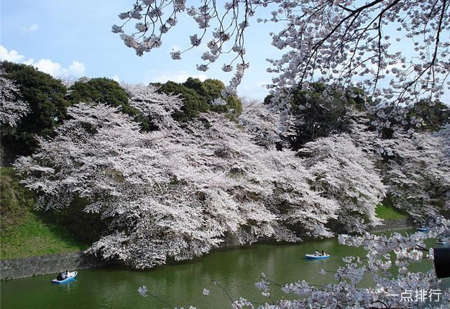 樱花，日本