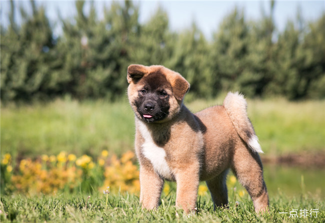 日本秋田犬