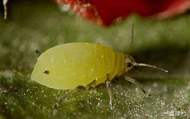 世界上繁殖最快的昆虫  蚜虫4-5天就能繁殖一代