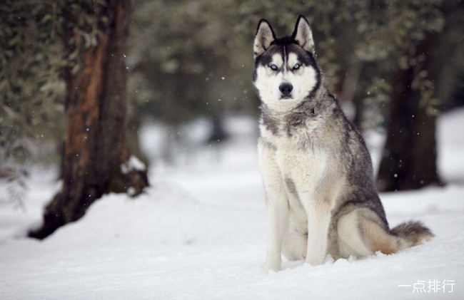 西伯利亚雪橇犬‍