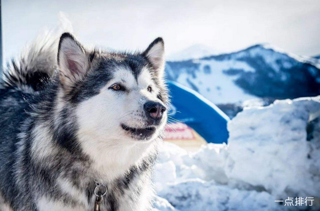 阿拉斯加雪橇犬‍