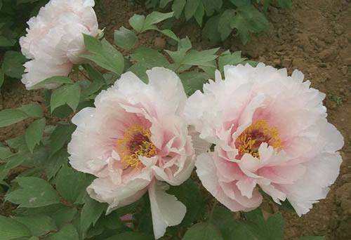 我国十大传统名花评出　梅花荣居万花之首