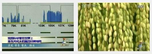 我完成世界首张水稻基因组“精细图”谱