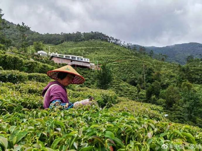 近日，广东省信宜市降雨天气频繁，茶农们抓住降水间歇进行夏茶采摘  图/周俊淼  文/赖建明