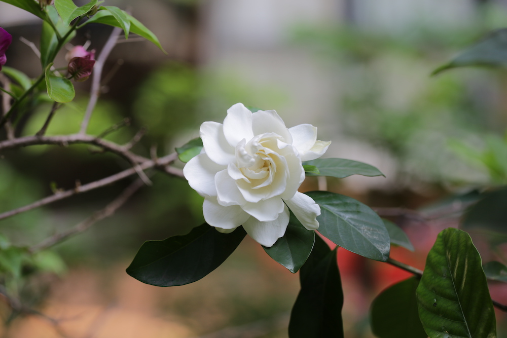 荷花栀子，重瓣栀子里花最大型的一种。 