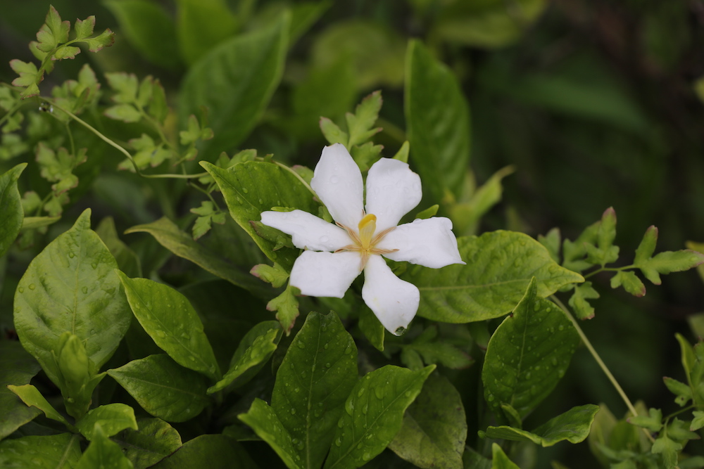 单瓣栀子花