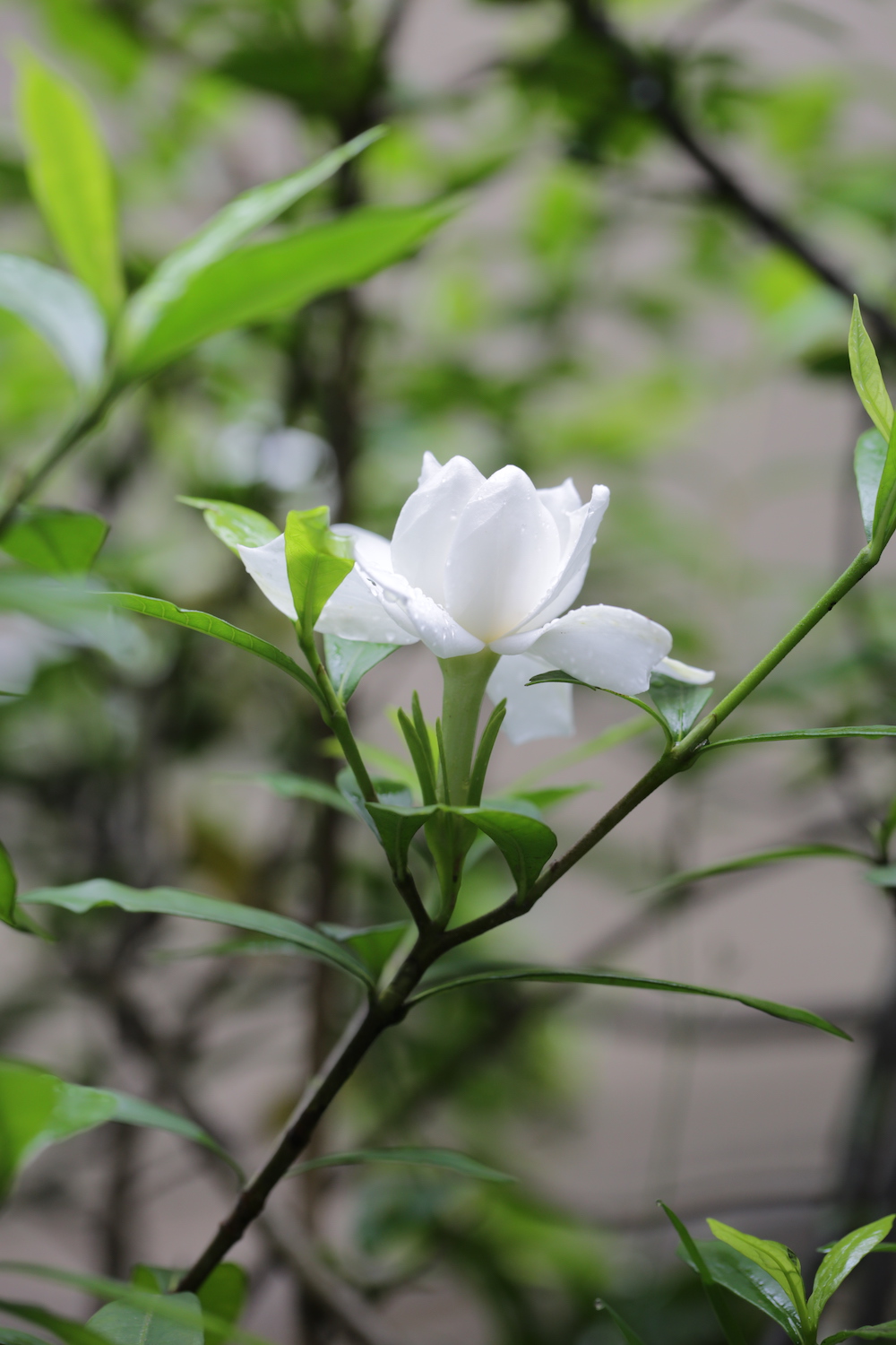 栀子（Gardenia jasminoides），茜草科栀子属，常绿灌木。雨后的栀子花，格外清丽。 本文图片均为作者周敏 图