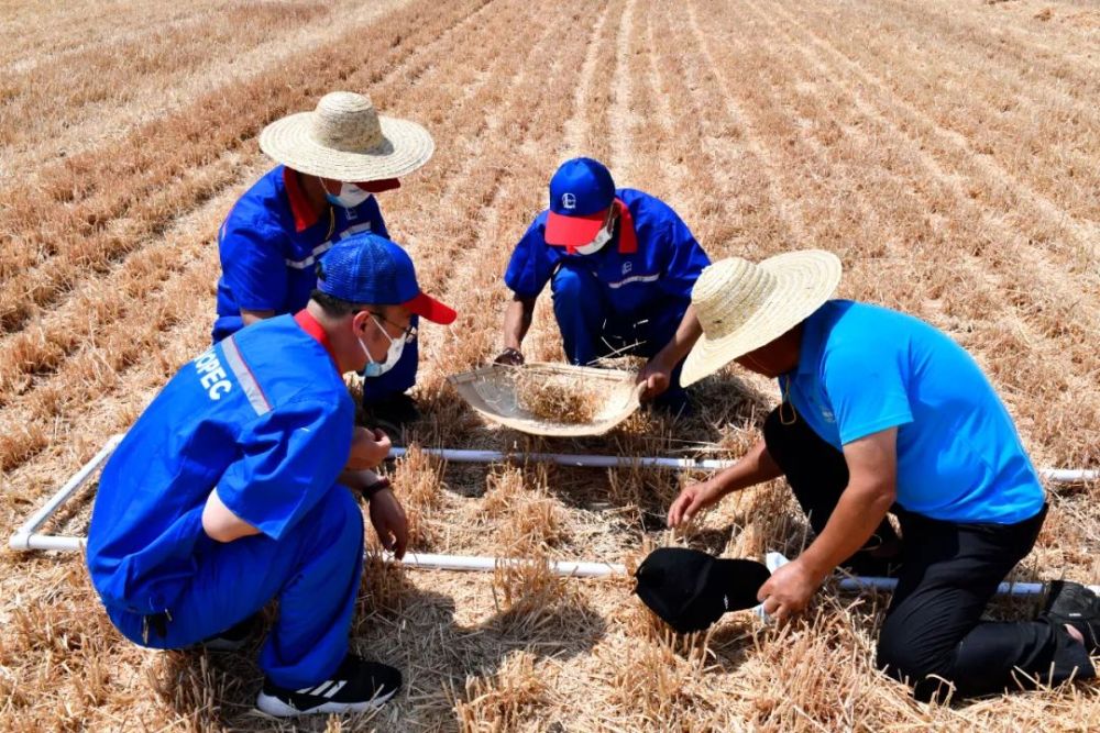 6月2日，在临沂市郯城县郯城街道，工作人员在测算小麦机收减损率。新华社记者 郭绪雷摄