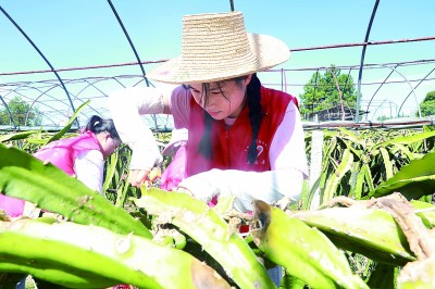 连日来，江西持续发布高温预警，为防止高温热害，保障果蔬供应，永新县高市乡组织志愿者开展助农采摘活动。颜瑾摄/光明图片