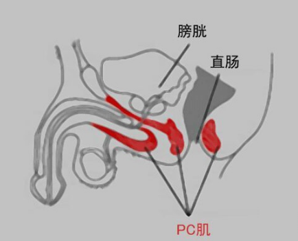 海绵体受损怎么恢复，他达拉非