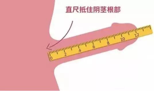 丁丁长期不用会变小吗