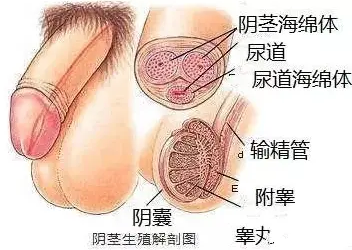 男士修复膏用多长时间才能见效