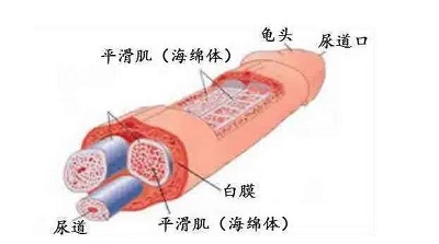 修复海绵体用什么药最好