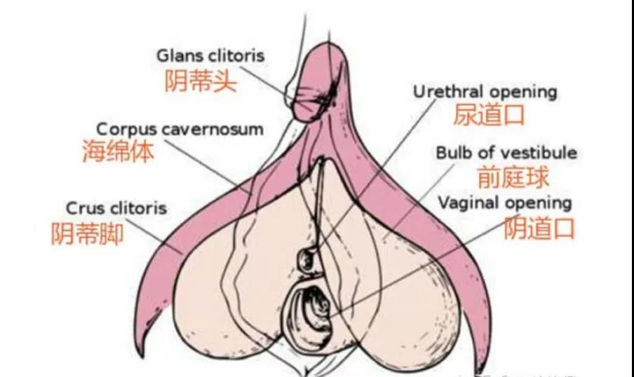 女人下面水多到底好不好