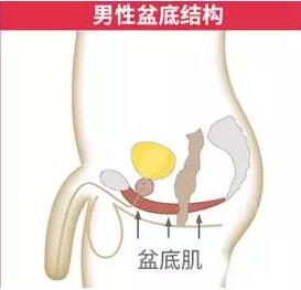 丁丁变小了怎么回事儿