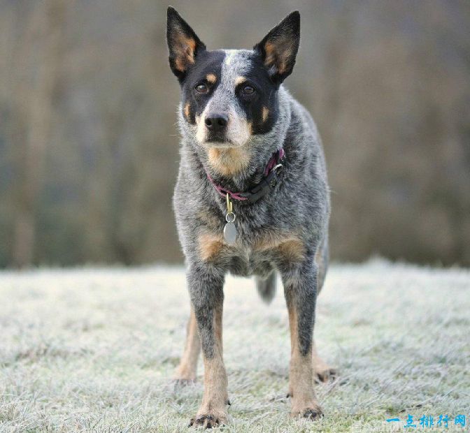 最聰明的狗澳大利亞牧牛犬