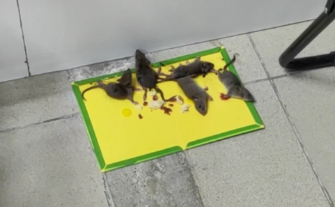 粘鼠板本身是没有毒的,粘鼠板粘到老鼠放久了会臭还会长蛆,会有细菌